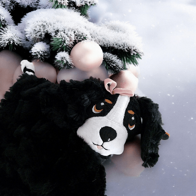 Cavalier King-Charles